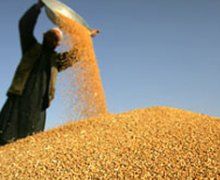 З початку сезону експортовано 2,9 млн тонн зерна